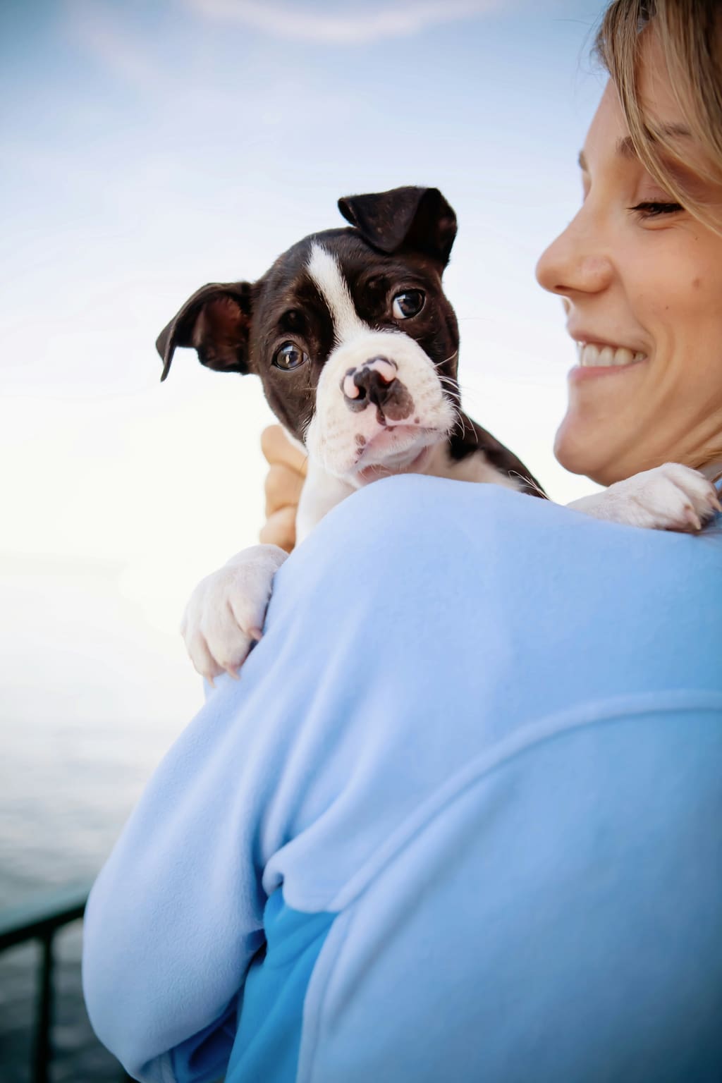 A relaxed dog enjoying time with their carer