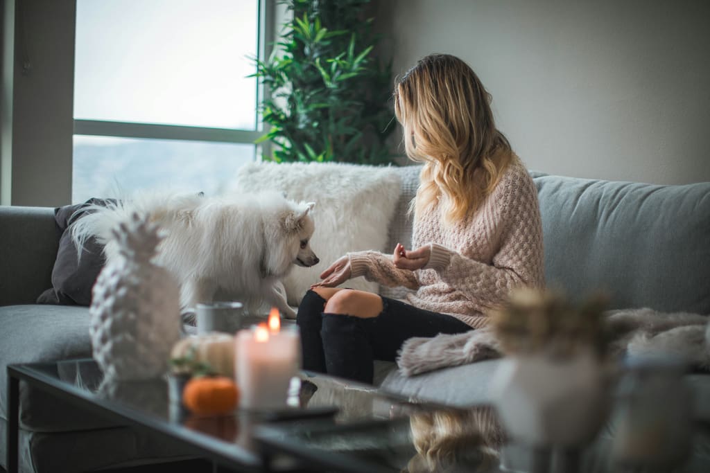 A calm dog resting at home during a boarding stay