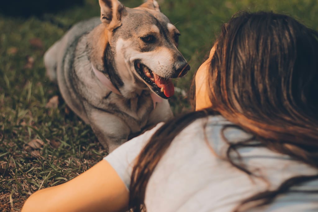 A friendly dog ready for a walk