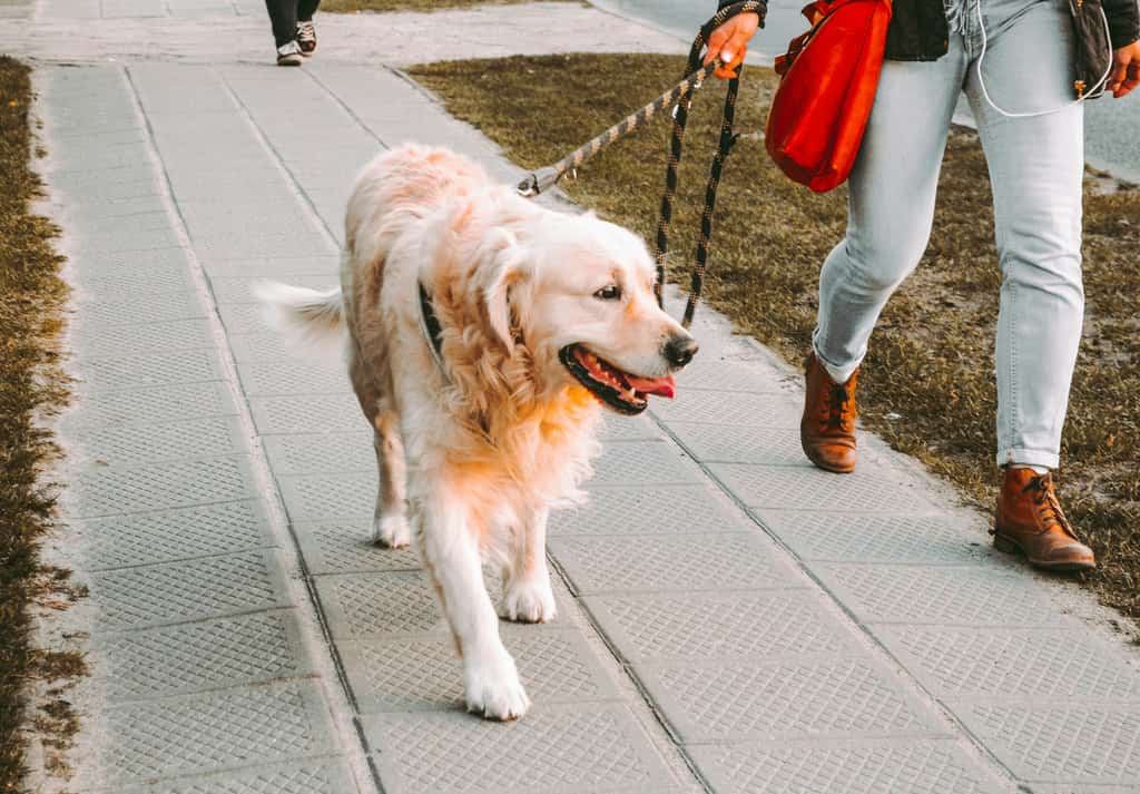 A dog enjoying a walk on a leash