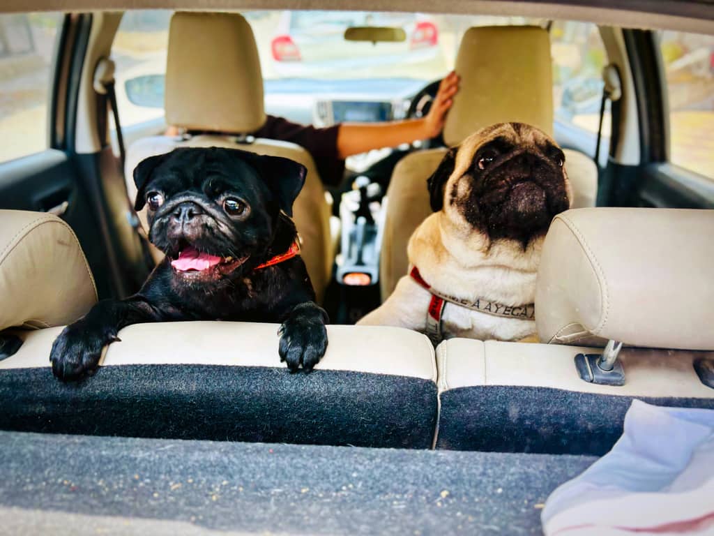 A pet riding safely in a car
